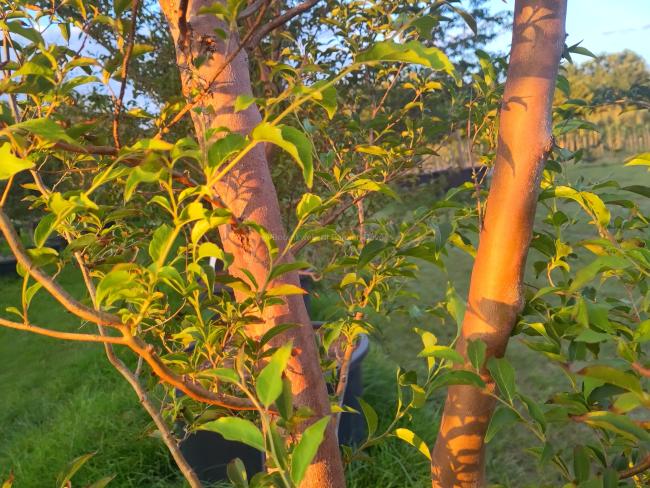 Stewartia monadelpha