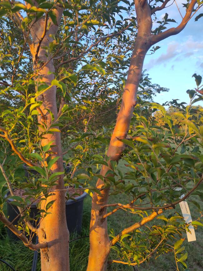 Stewartia monadelpha