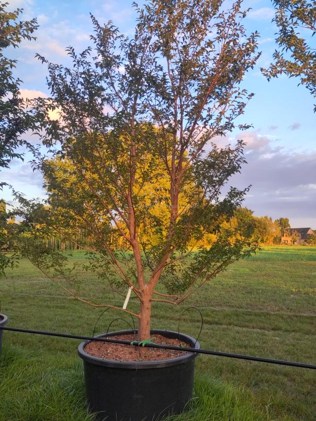 Stewartia monadelpha