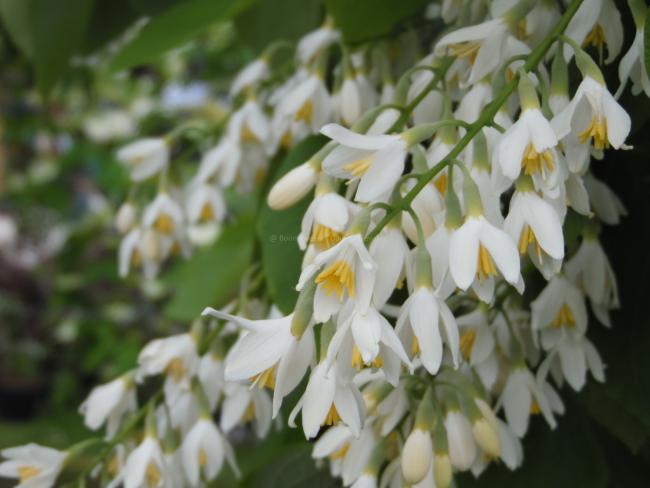 Styrax obassia