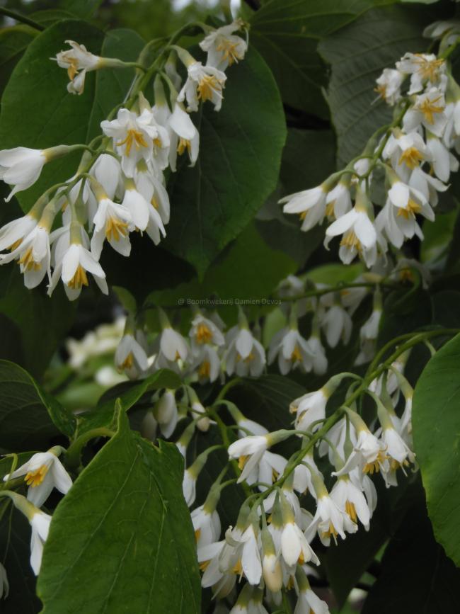 Styrax obassia