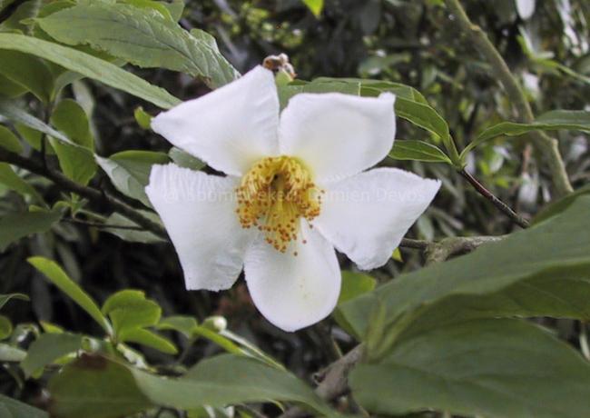 Stewartia pseudocamellia