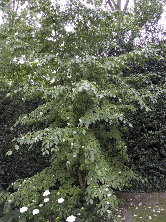 Stewartia pseudocamellia