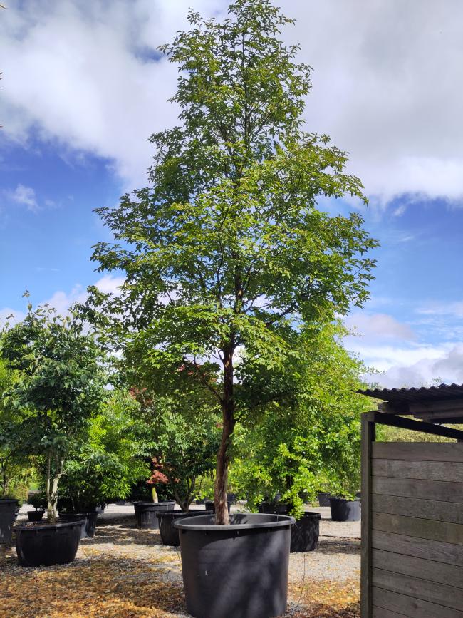 Stewartia pseudocamellia