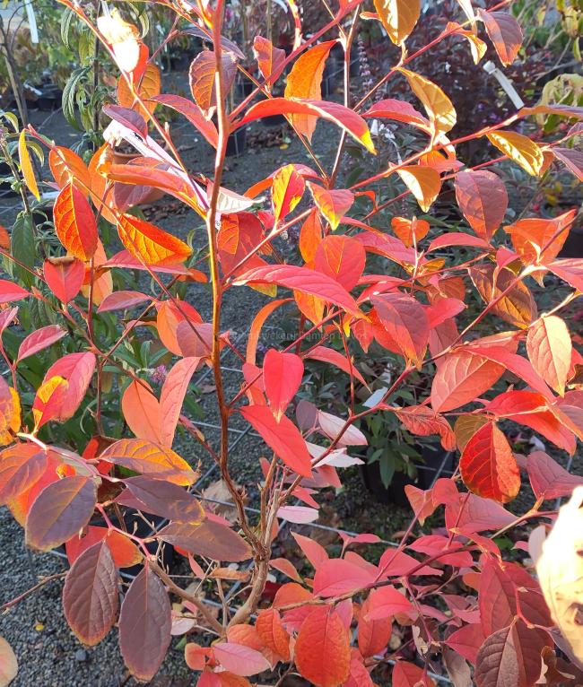 Stewartia pseudocamellia