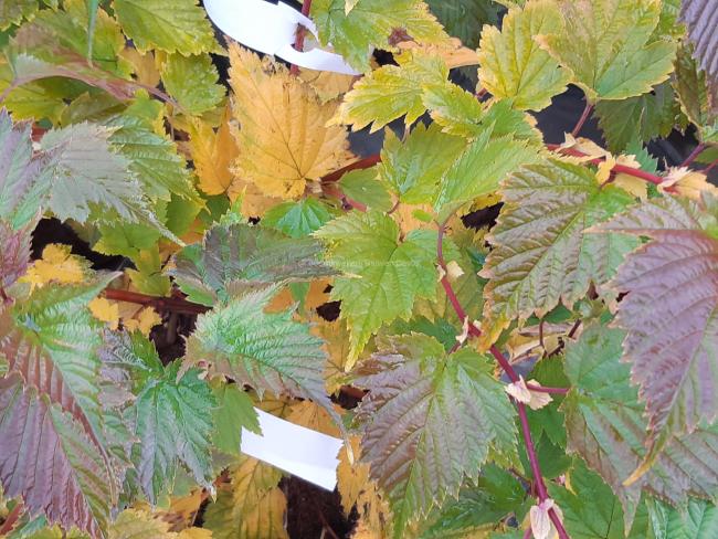 Stephanandra tanakae