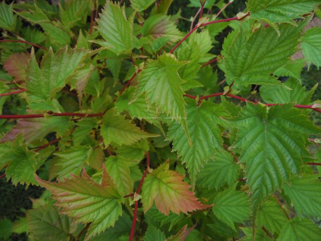 Stephanandra tanakae