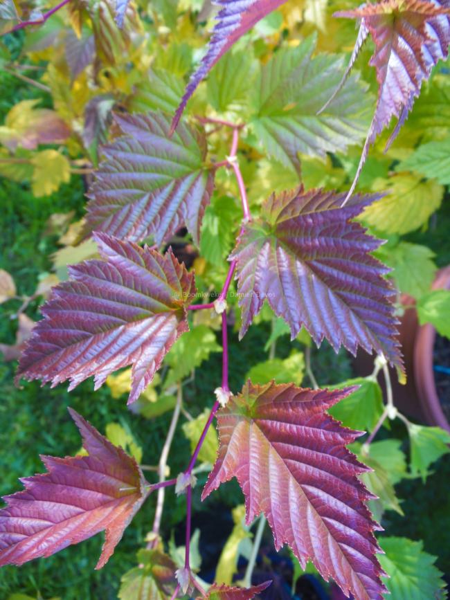 Stephanandra tanakae