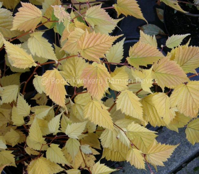 Stephanandra tanakae