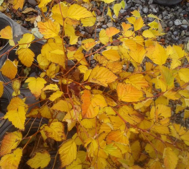 Stephanandra tanakae