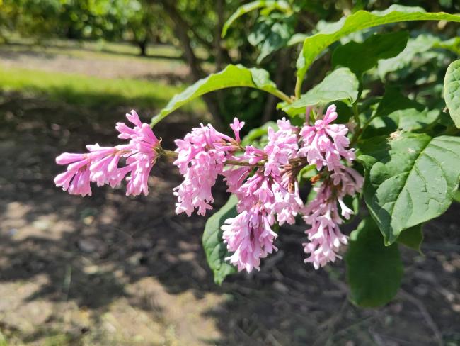 Syringa julianae (Bultinck)