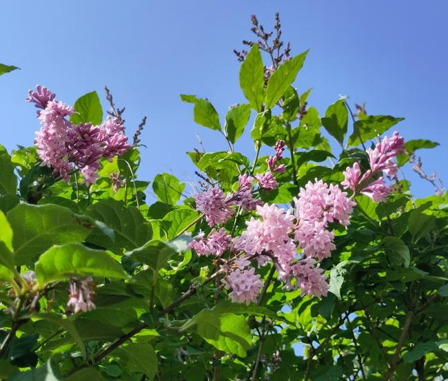 Syringa julianae (Bultinck)