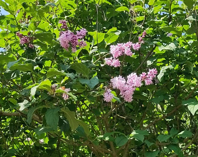 Syringa julianae (Bultinck)