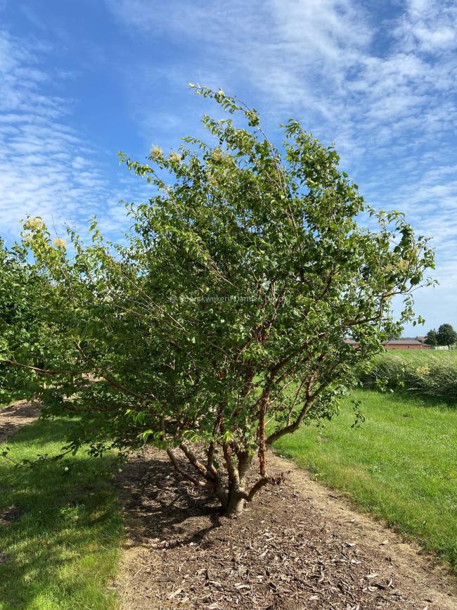 Syringa pekinensis 'China Snow'