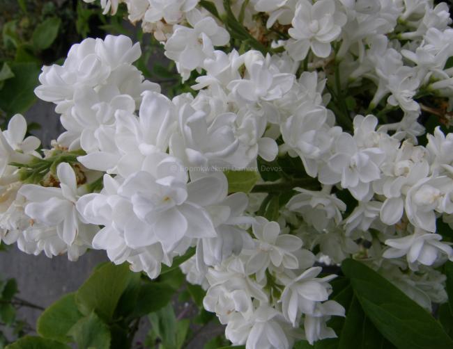 Syringa vulgaris 'Mme Lemoine'