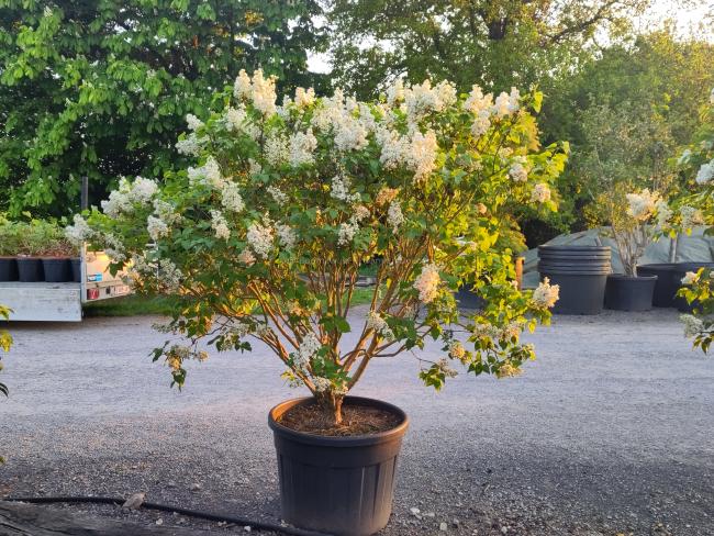 Syringa vulgaris 'Mme Lemoine'