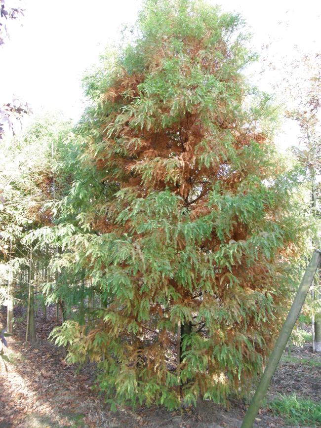 Taxodium distichum
