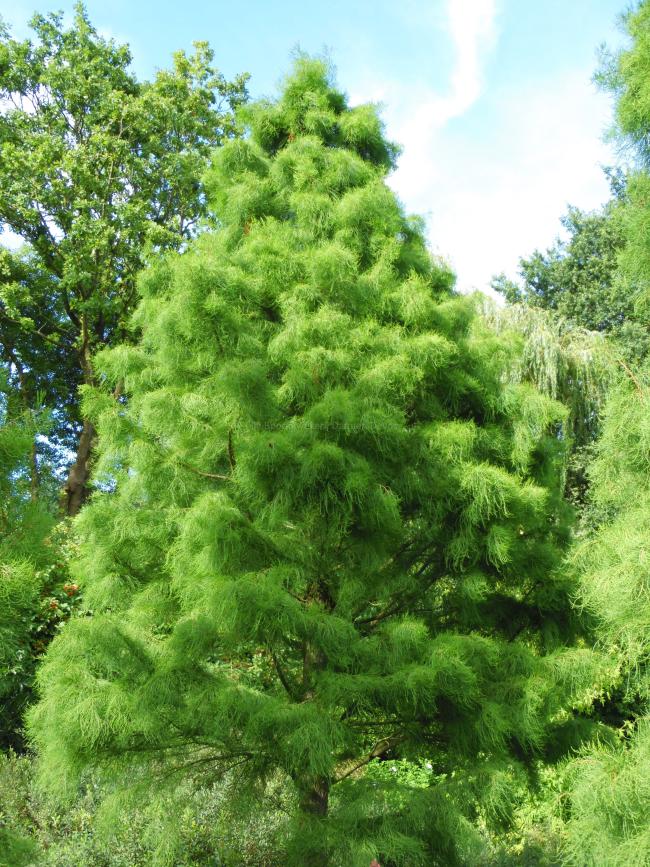 Taxodium distichum 'Nutans'