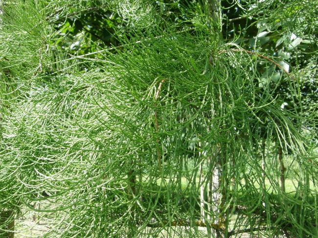 Taxodium distichum 'Nutans'