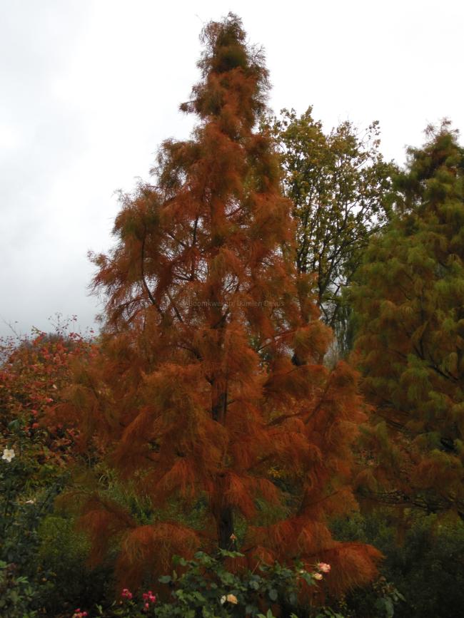 Taxodium distichum 'Nutans'