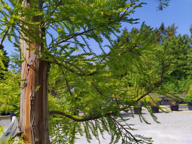 Taxodium distichum 'Pendens'