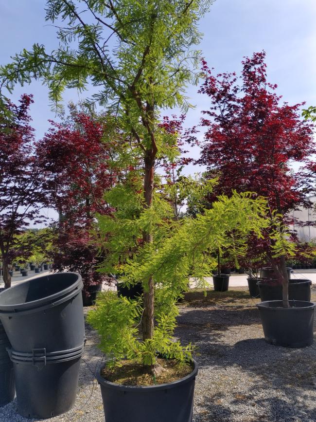 Taxodium distichum 'Pendens'
