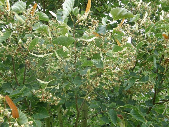 Tilia henryana 'Arnold's Select'