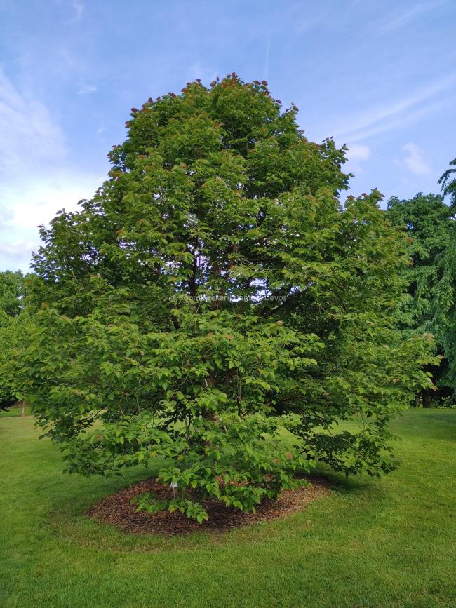 Tilia henryana 'Arnold's Select'