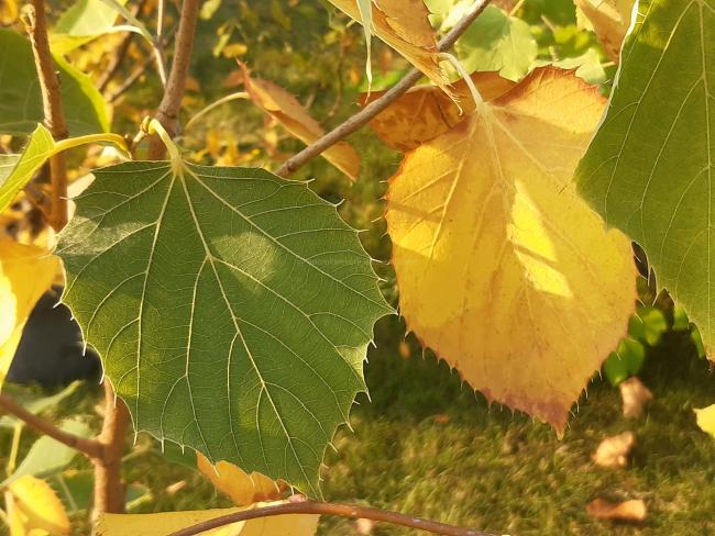 Tilia henryana 'Arnold's Select'