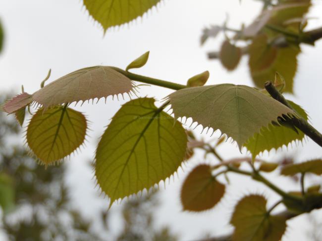 Tilia henryana