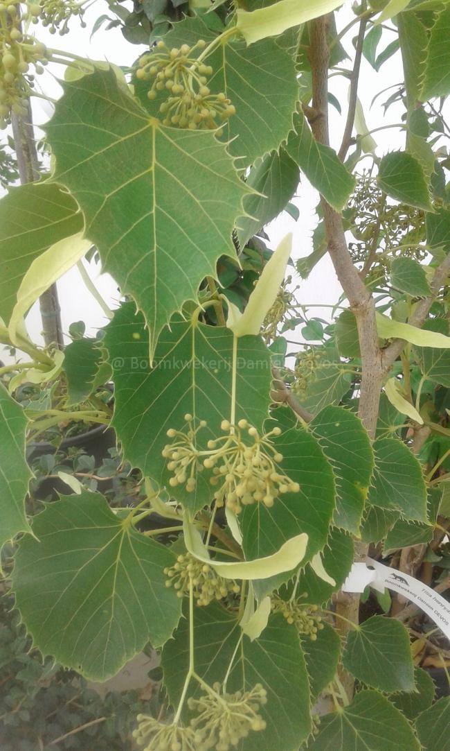 Tilia henryana