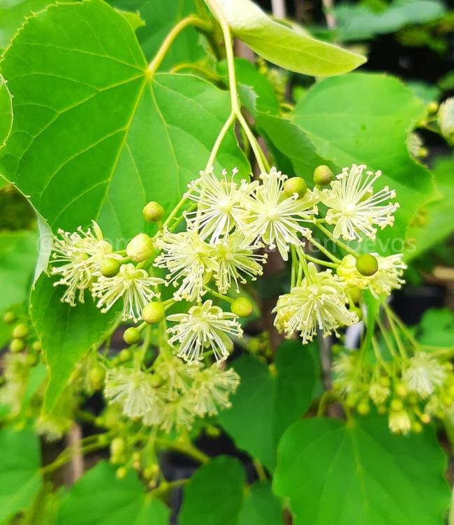 Tilia insularis