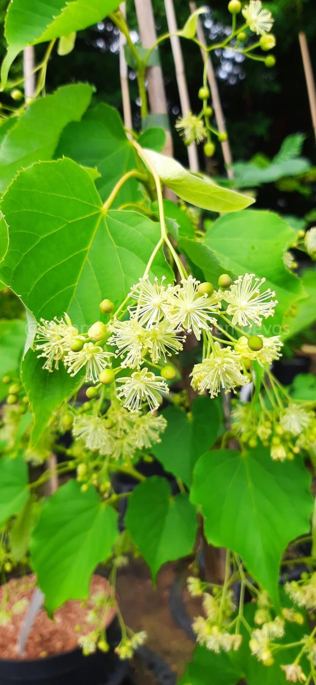 Tilia insularis