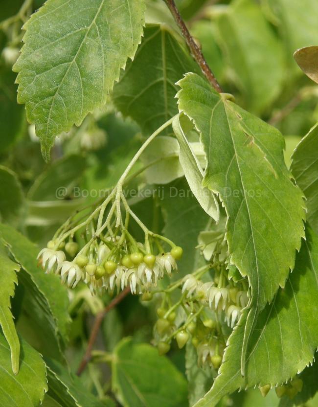 Tilia kiusiana
