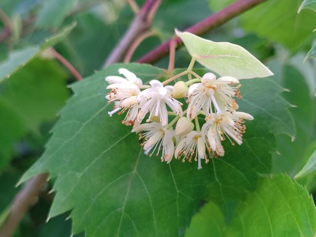 Tilia mongolica