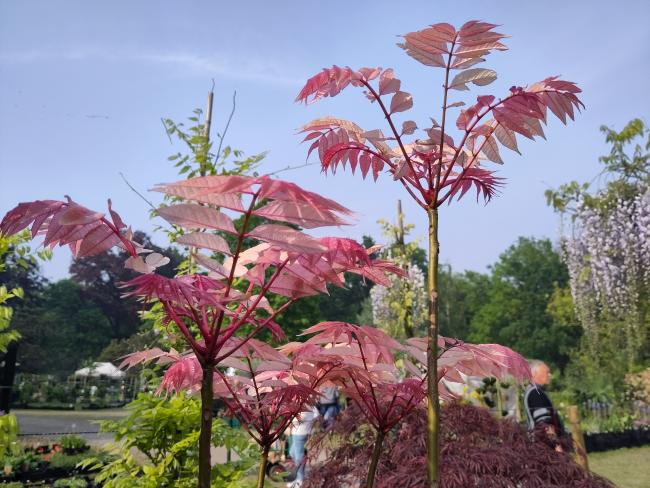 Toona sinensis 'Flamingo'
