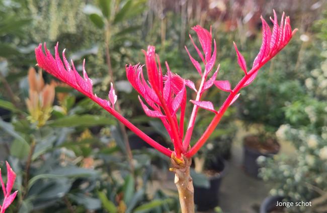 Toona sinensis 'Flamingo'