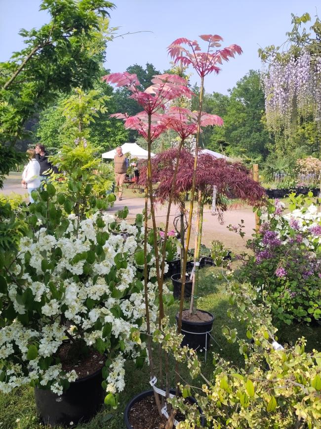 Toona sinensis 'Flamingo'