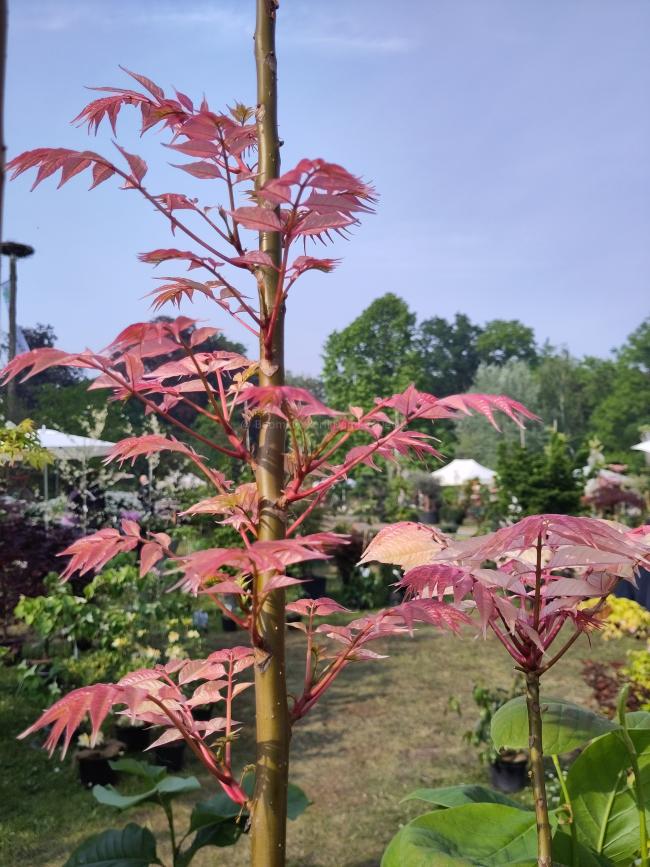 Toona sinensis 'Flamingo'