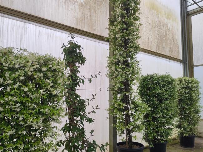 Trachelospermum jasminoides