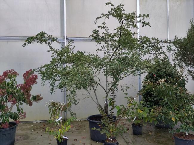 Ulmus parvifolia 'Geisha'