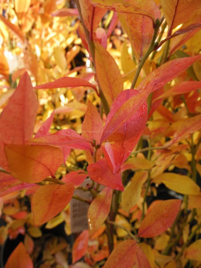 Vaccinium corymbosum 'Goldtraube'