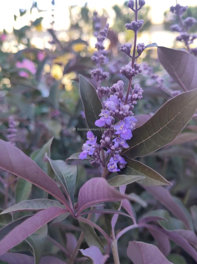 Vitex agnus-castus 'Flip Side' ®