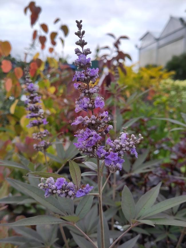 Vitex agnus-castus var. latifolia