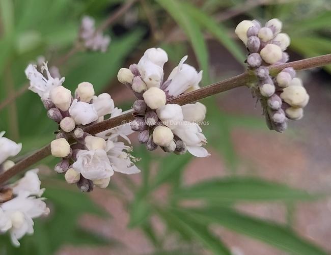 Vitex agnus-castus 'Silver Spire'