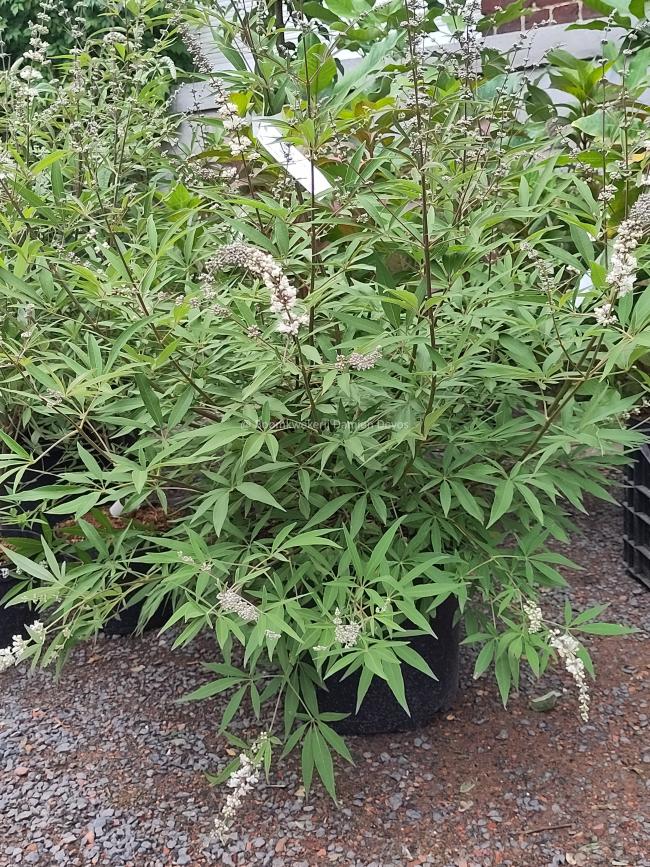 Vitex agnus-castus 'Silver Spire'