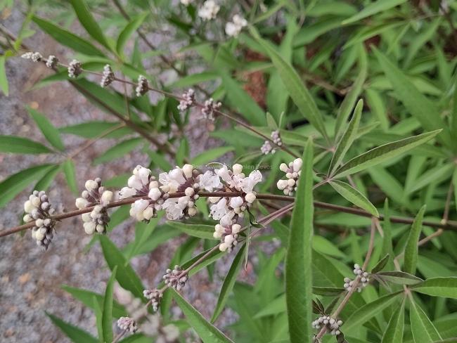 Vitex agnus-castus 'Silver Spire'