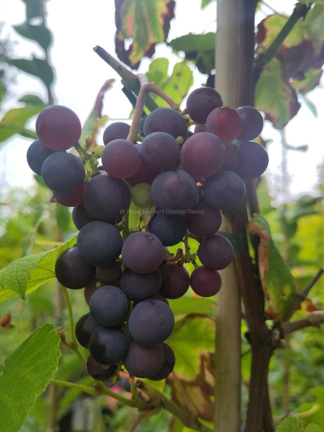 Vitis 'Buffalo' (blue)