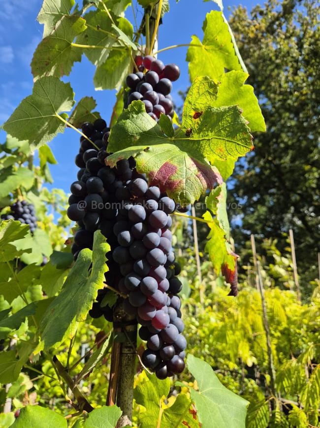 Vitis 'Boskoop Glory'