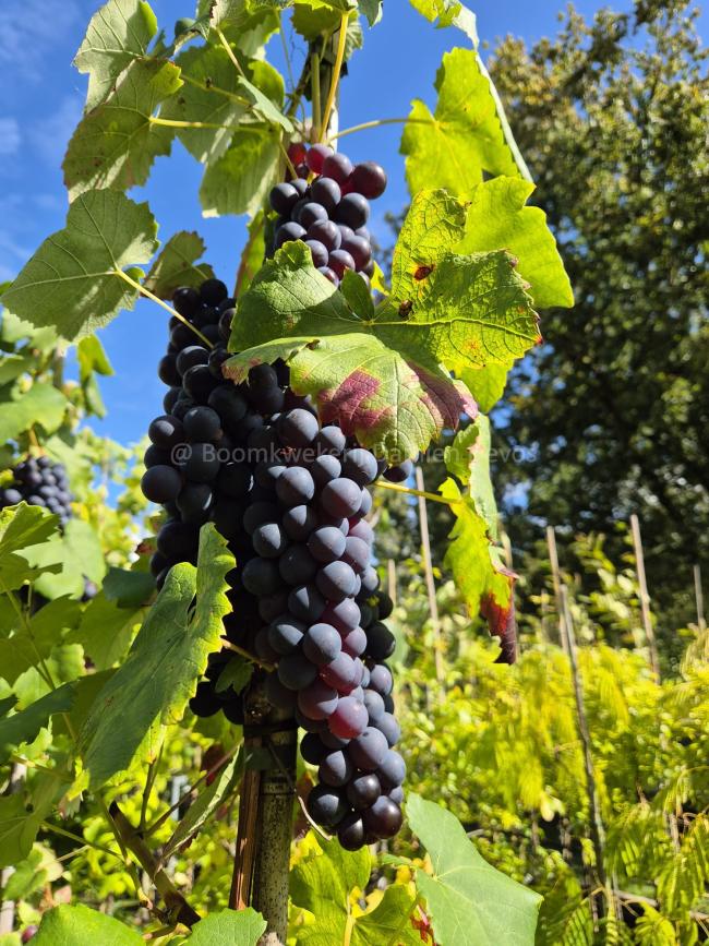 Vitis 'Boskoop Glory'